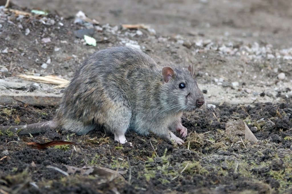 Brown rat (Rattus norvegicus)
