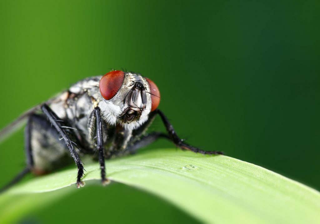 Fly